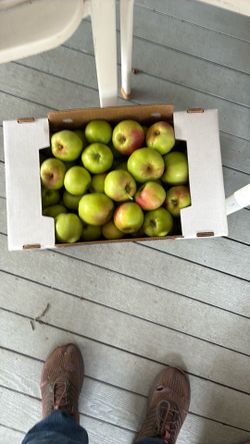 Gravenstein and Summer Rambo Apples