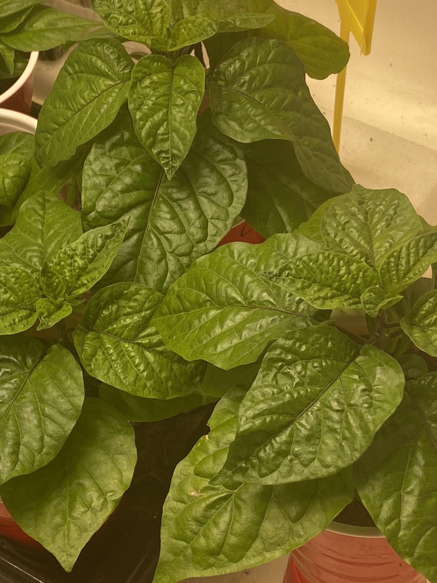 Chocolate Carolina Reaper Seedlings