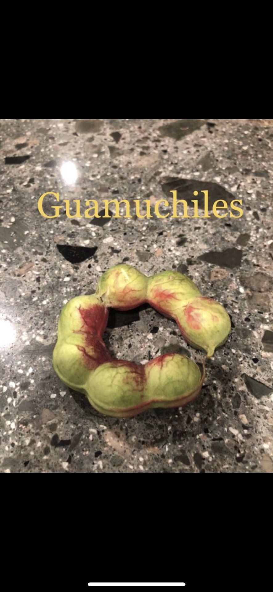 Guamuchil