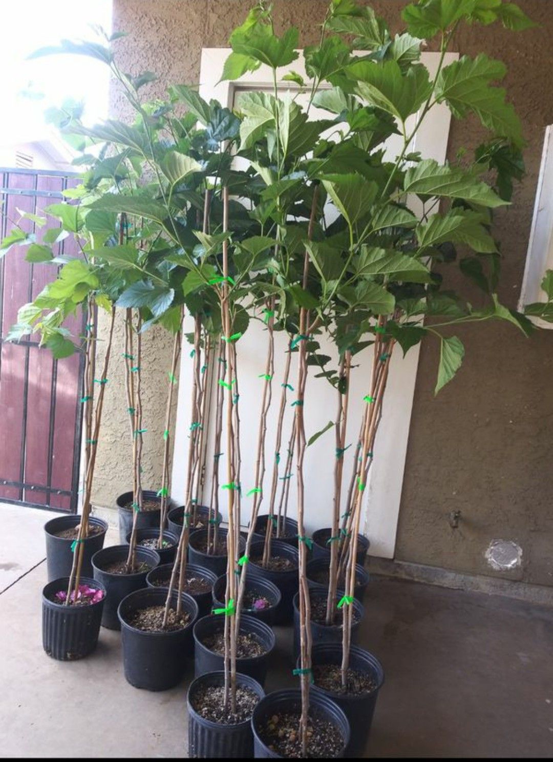 Moros Machos Para La Sombra 6 Pies De Altos $35 Cada Uno Precio Firme