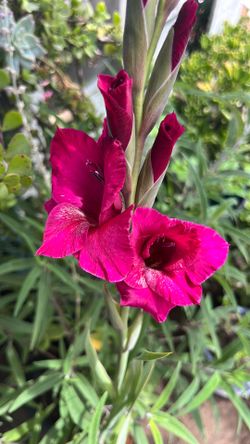Gladiolus plant