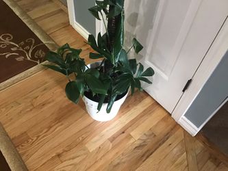Plant