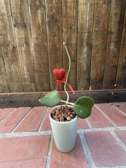 Sweetheart Plant