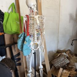 Anatomical Skeleton