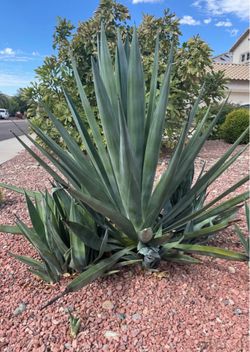 Agave plant 4ft tall by 3.5ft wide / extra large full sun desert plant