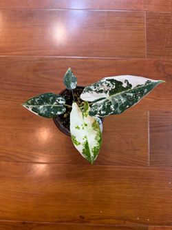 Alocasia frydek Variegated