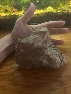 A unique rock , possibly petrified wood.