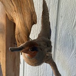 Duck Taxidermy 