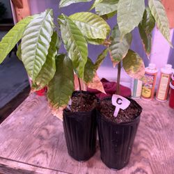 Cacao Plants 