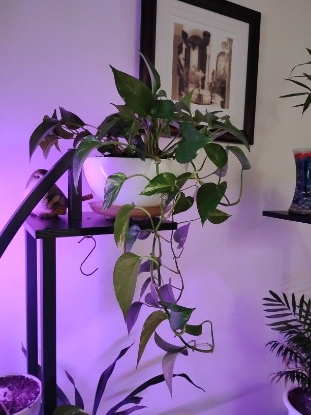 Plant