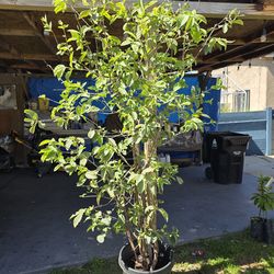 Guayavo grande 7" pies de la guayava grande carne blanca