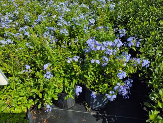 PLUMBAGO 3GALLONS