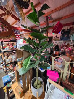 Ikea faux fig tree plant with wood stand and a heavy ceramic pot