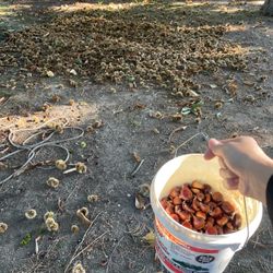 Fresh Harvested Chestnuts