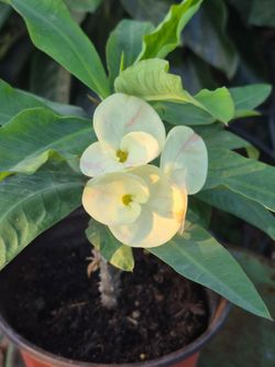 Planta corona de cristo