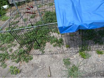 Chicken run