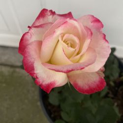 Rose Bush Plant, In 5 Gallons Pot , With Very Fragrant Flowers In 5 Gallons Pot Pick Up Only