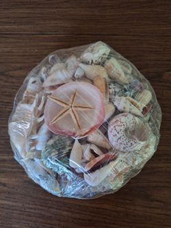 Mixed Seashell Collection with Starfish