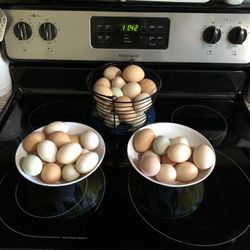 Fresh Eggs