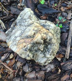 Milky quartz rock