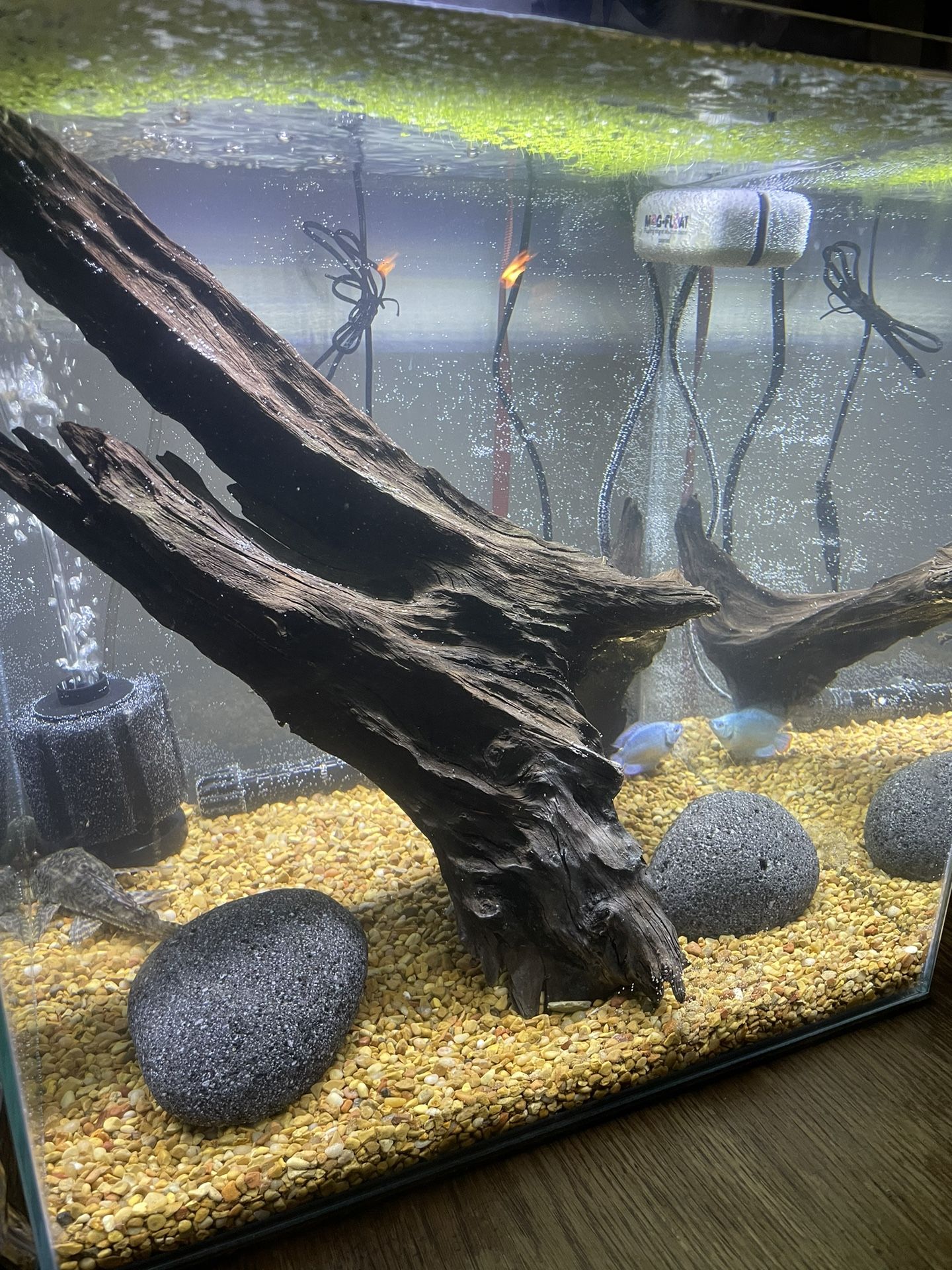 14 Gallon Rimless Cube Aquarium
