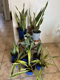 Snake plant 15 each
