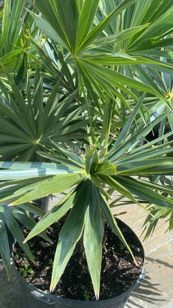 🌴 Hatch Palm – 25 Gallon – $200