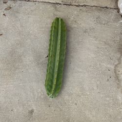 Cactus Cuttings Up To 18 Inches