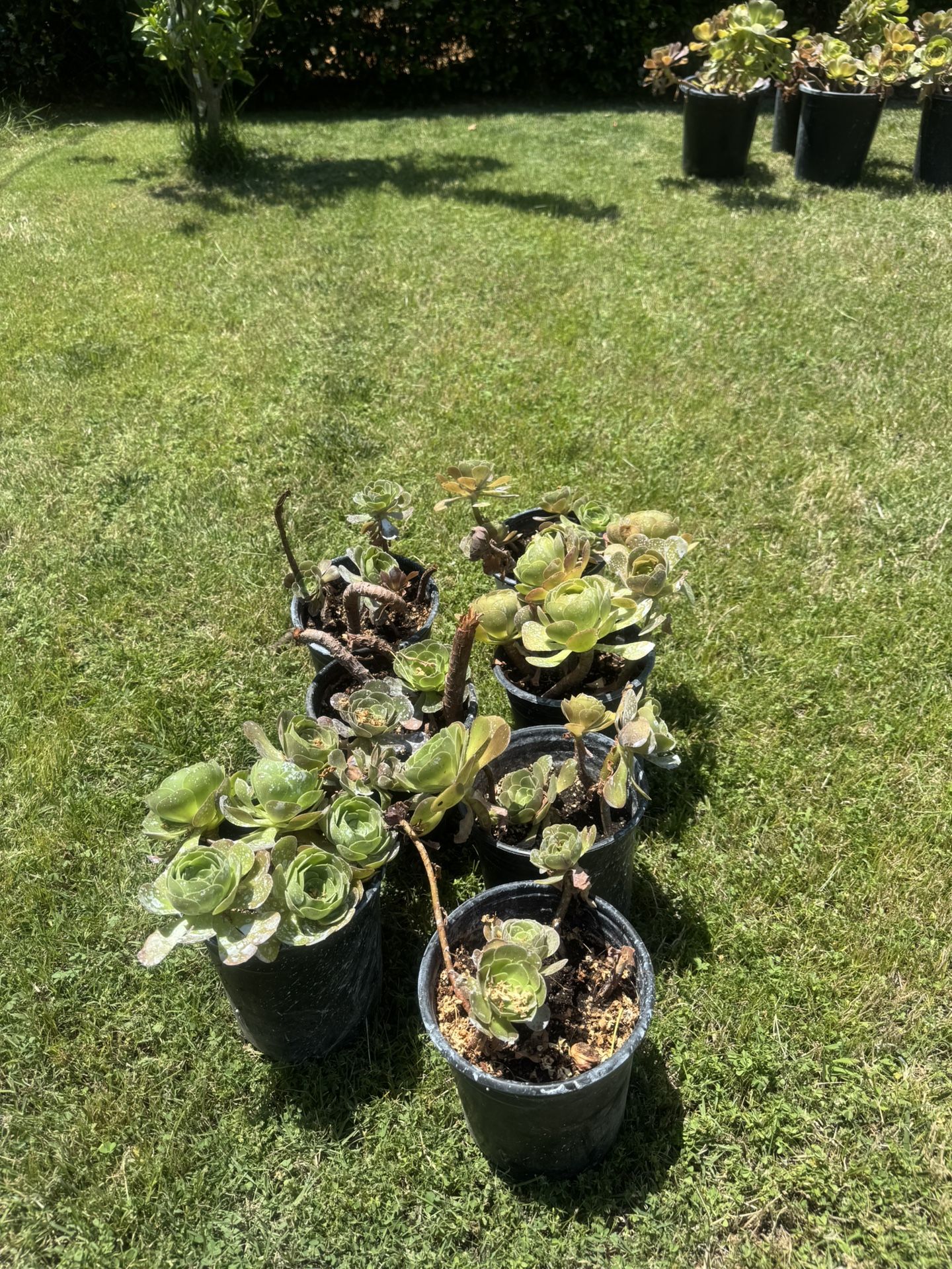 Succulents