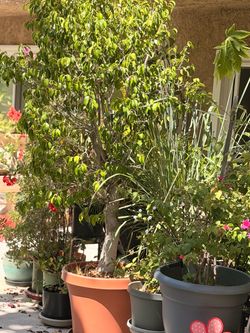 🌿 Mature 8’ Ficus Tree – $250 OBO