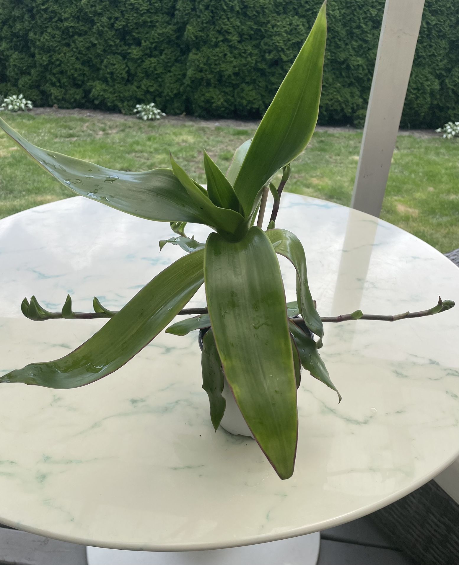 Callisia Fragrans / Basket Plant - Medicinal Plant (Indoor / Outdoor Live Plant)