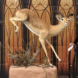 Taxidermy Full Body Mount