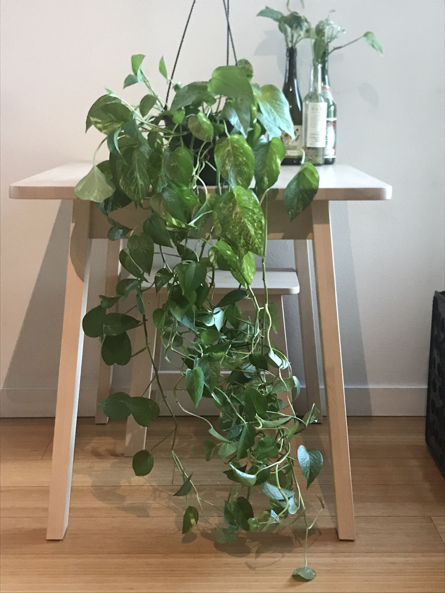 Large Golden Pothos - House Plant