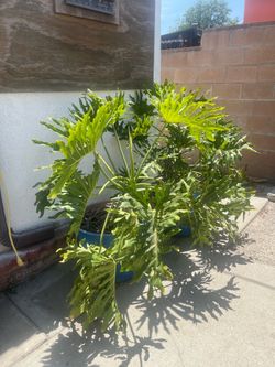 2 extra large “plants”