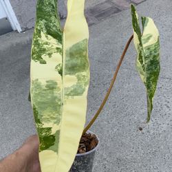 Philodendron Billietiae Variegated Top Cut Rooted