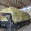 Tifton 85 Hay