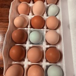 Chicken Hatching Eggs (from organic fed Chickens) 