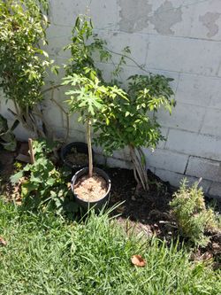 Papaya tree
