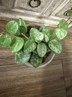 Alocasia Black Velvet 