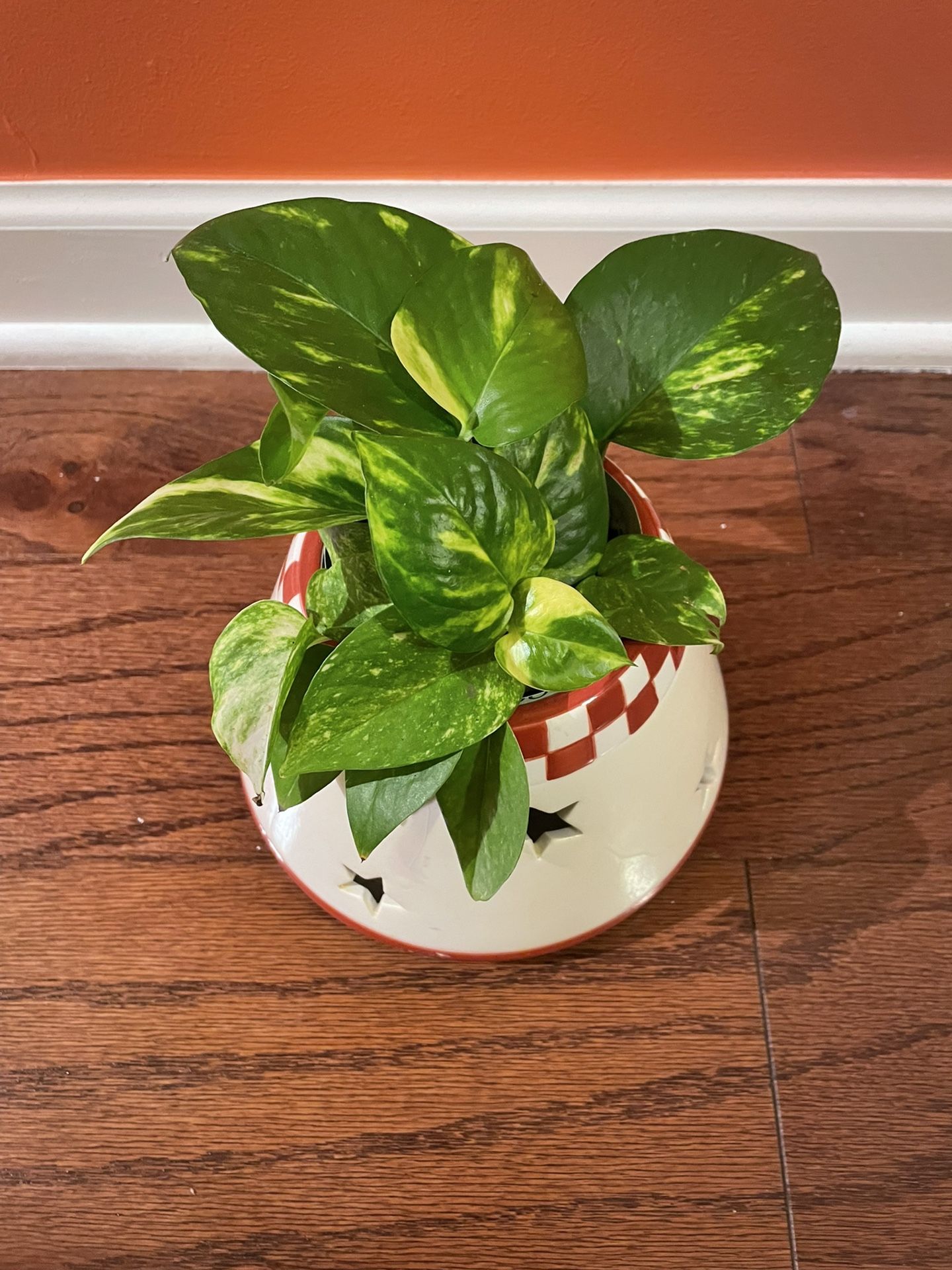 Snow Queen Pothos In Cone Shaped Pot