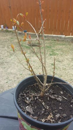 2 years old well rooted Pomegranate Hardy plant
