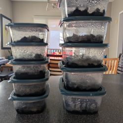 Springtail Cultures Bioreactive Terrarium Clean Up Crew