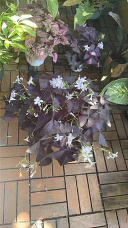 Purple Shamrock Oxalis Triangularis plant 6”