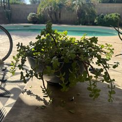 Outdoor Elephant Plant In Pot