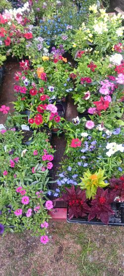 $1 FLOWER SALE TODAY ONLY