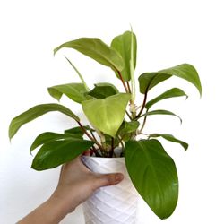 🌿 Philodendron Malay Gold – Bright, Easy, and Gorgeous! 🌿