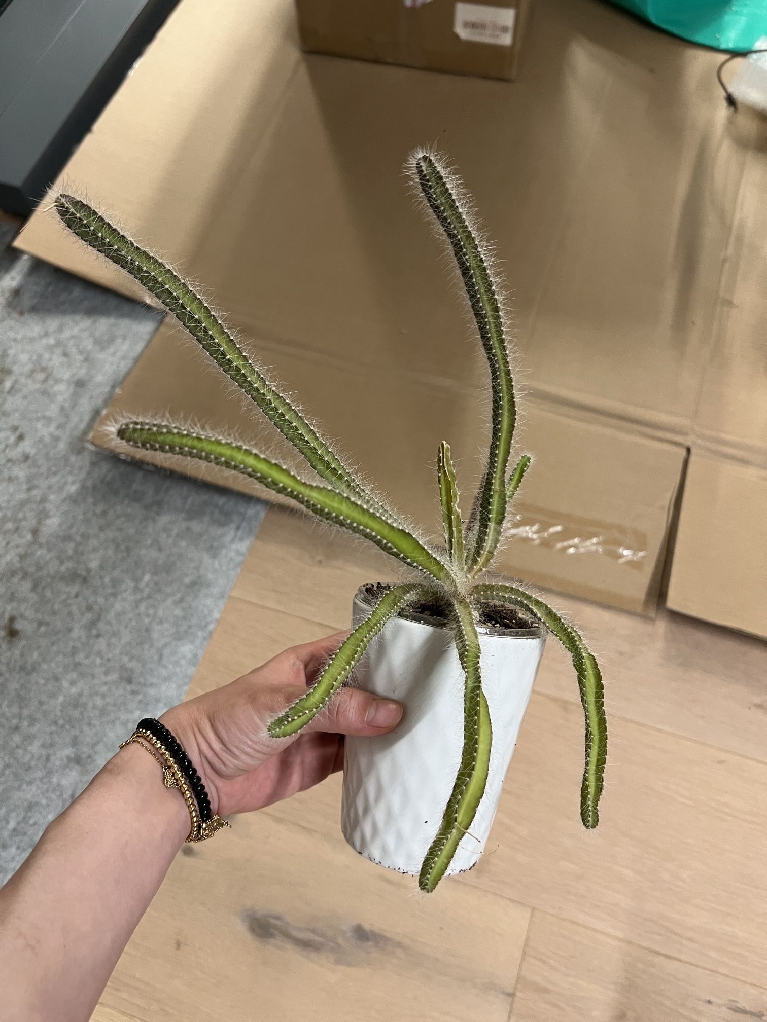 Dog Tail Cactus Aporocactus Flagelliformis