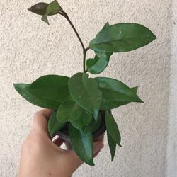 Hoya Plant