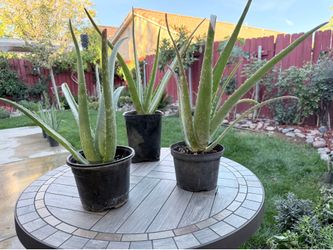 Aloe Vera Plants for Sale!