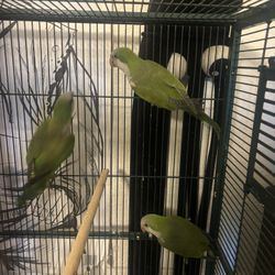 Bird Cages